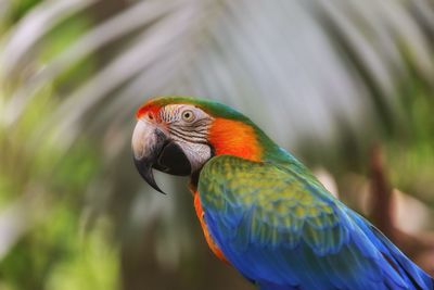 Close-up of macaw