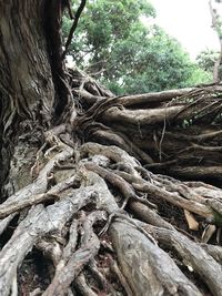 Close-up of tree roots