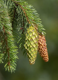 Fir branch with pine cone. christmas minimal concept. merry christmas and happy new year holidays 