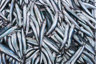 Fish sprats at the fish market. fresh organic fish.