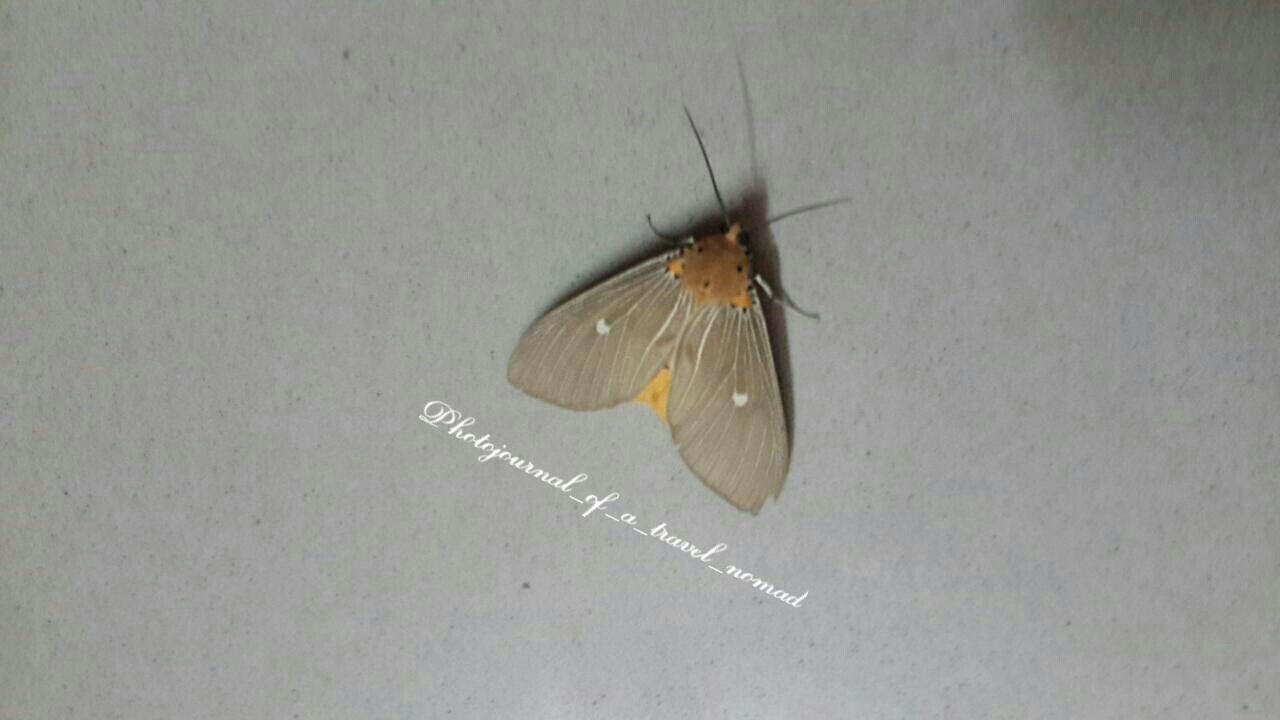 CLOSE-UP OF BUTTERFLY ON WHITE BACKGROUND