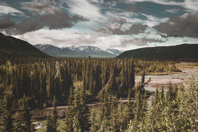 Denali nationalpark in alsaka, united stated.