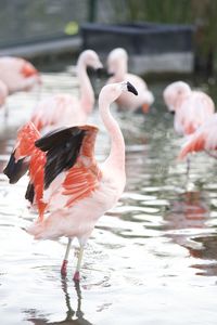 View of birds in lake