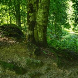 Trees growing in forest
