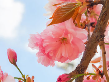 Close-up of pink cherry blossoms against sky