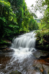 Scenic view of waterfall in forest