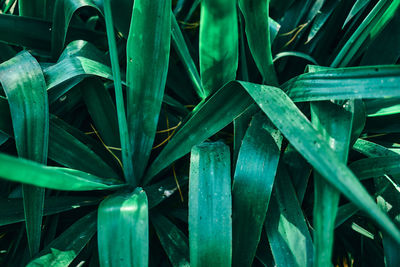 Full frame shot of succulent plant