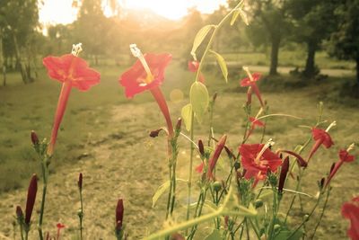 Close-up of flowers growing in field