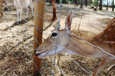 View of deer in zoo