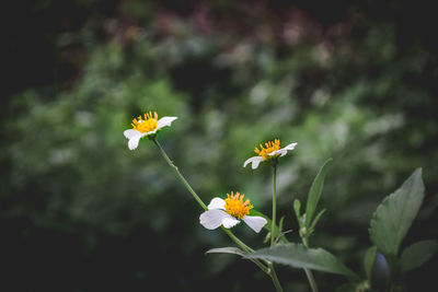 Close-up of yellow flowering plant