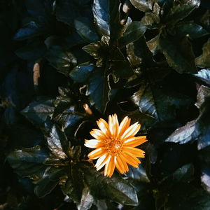 Close-up of yellow flower