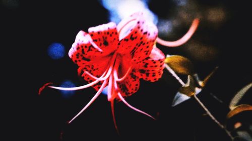 Close-up of pink flower