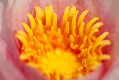 Detail shot of flower
