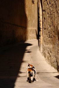 View of a dog cat on wall