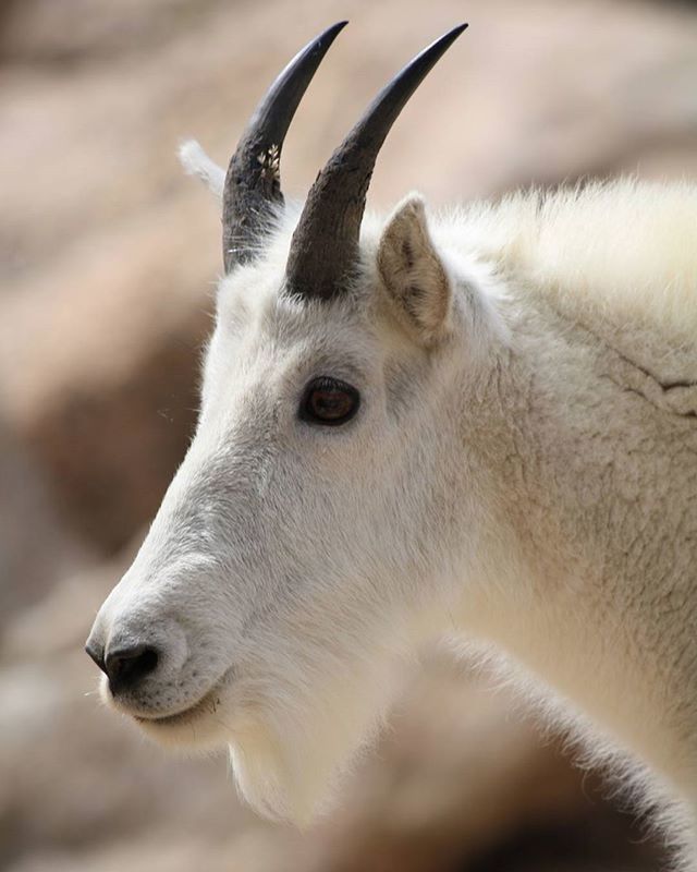 animal themes, one animal, mammal, focus on foreground, close-up, animal head, animal body part, wildlife, animals in the wild, domestic animals, selective focus, side view, looking away, nature, zoology, no people, day, outdoors, vertebrate, part of