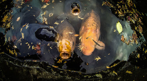 High angle view of koi carps swimming in pond