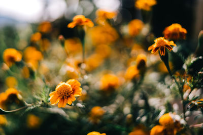 Close-up of yellow flowering plant