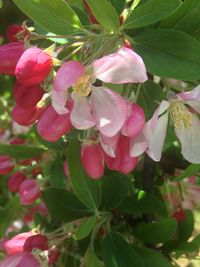 Close-up of pink flower