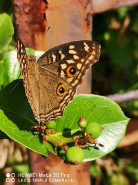 Close-up of butterfly on leaves