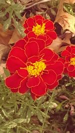 Close-up of red flower