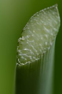 Close-up of water drops on leaf