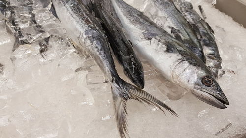 Close-up of fish on ice