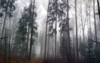 Low angle view of trees in forest against sky