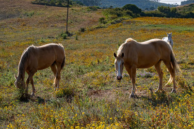 Horses grazing in a field