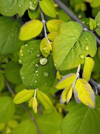 Close-up of raindrops on leaves