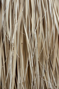 Full frame shot of dry leaf on grass