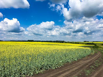 Scenic view of field against sky