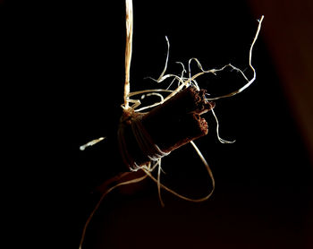 Close-up of spider on web against black background