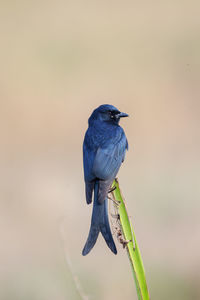 Close-up of black drongo perching