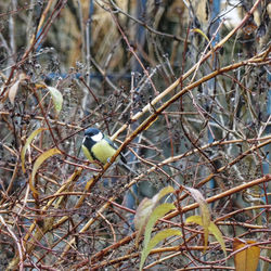 Close-up of bird perching on branch