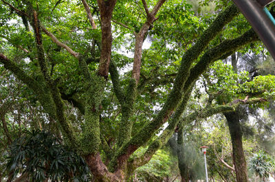 Low angle view of trees in forest