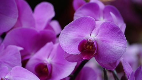 Close-up of pink orchids