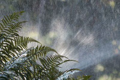 Close-up of wet plant during rainy season