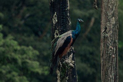 Close-up of bird perching on tree