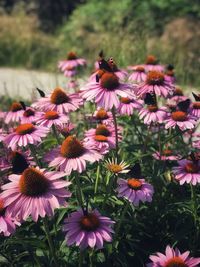 Close-up of pink flowering plants on field