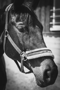 Close-up of horse in ranch