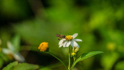 Close-up of bee pollinating on flower