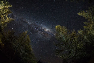 Low angle view of trees against sky at night