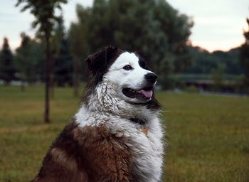 View of dog looking away on field