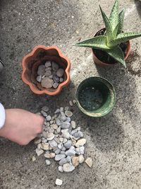 High angle view of hand holding potted plant