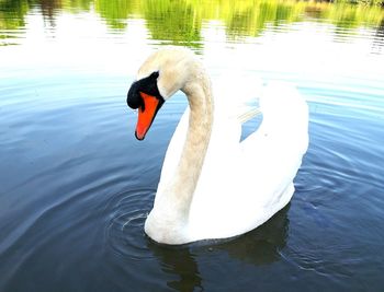 Swan floating on lake