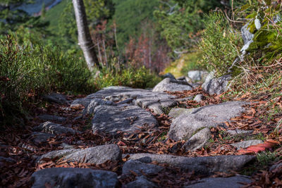 Close-up of rocks in forest