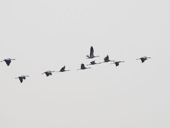 Low angle view of birds flying