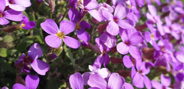 Close-up of pink flowering plants