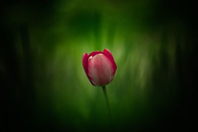 Close-up of pink flower