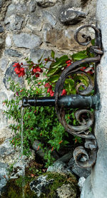 Plant growing on wall